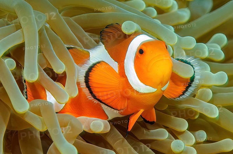 Close-up symbiotic behaviour of anemonefish ocellaris clownfish