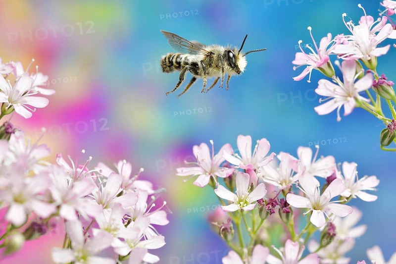 Platter Pea Mortar Bee
