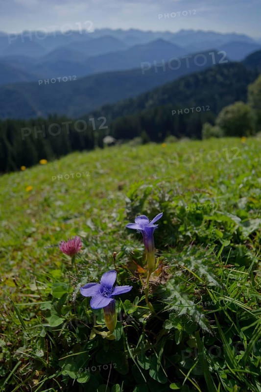 Fringed gentian in a meadow in the Brauneck region