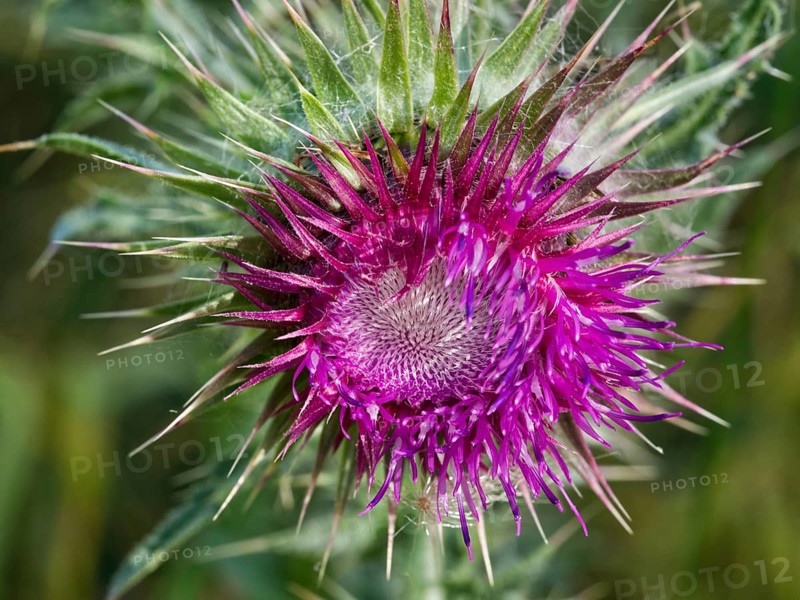 Flower of the Nodding Thistle
