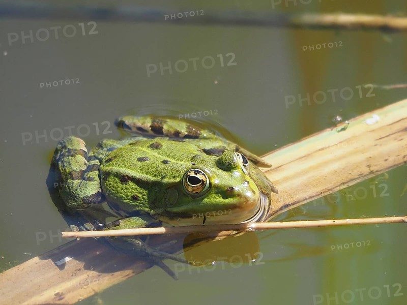 Pool frog