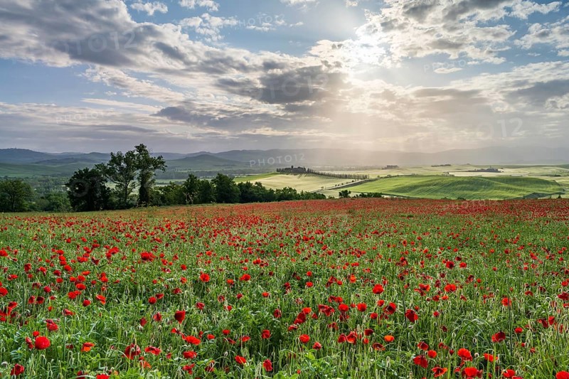 Poppy field in front of Poggio Covili estate with cypress