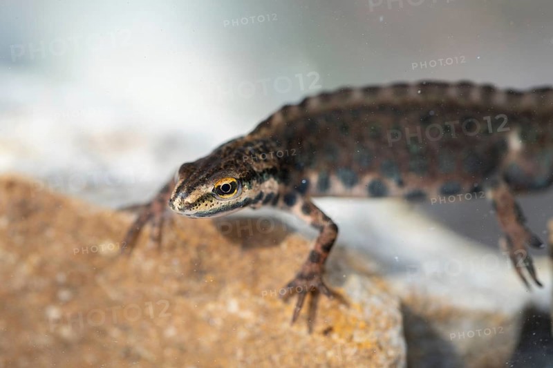 Common newt