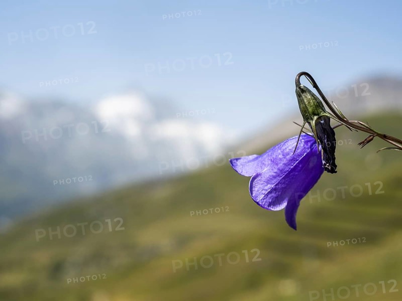 Harebell