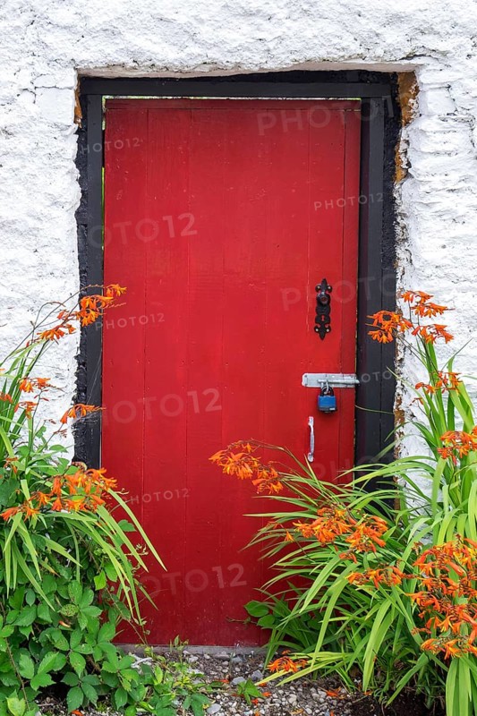 Red Front Door and Montbretia