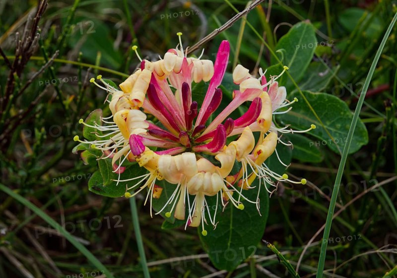 Italian honeysuckle