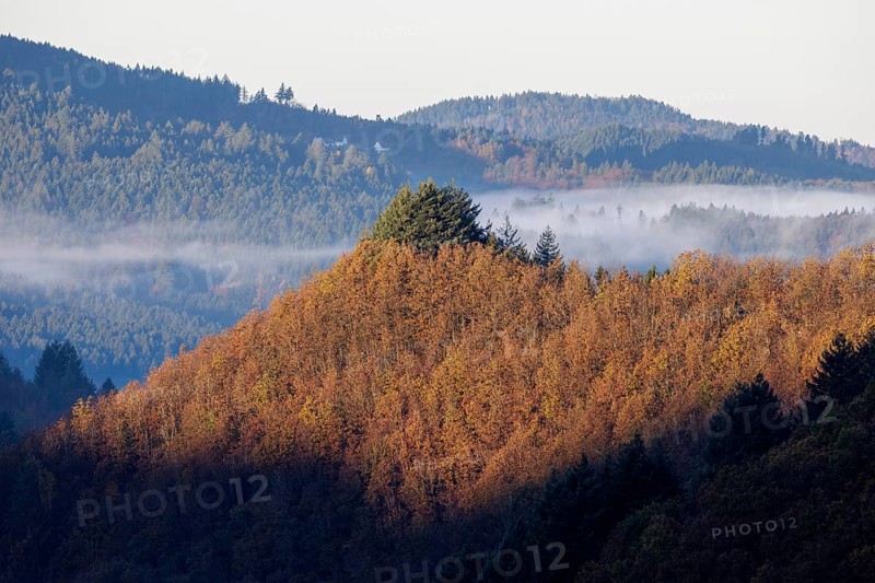 Early November fog near Oppenau