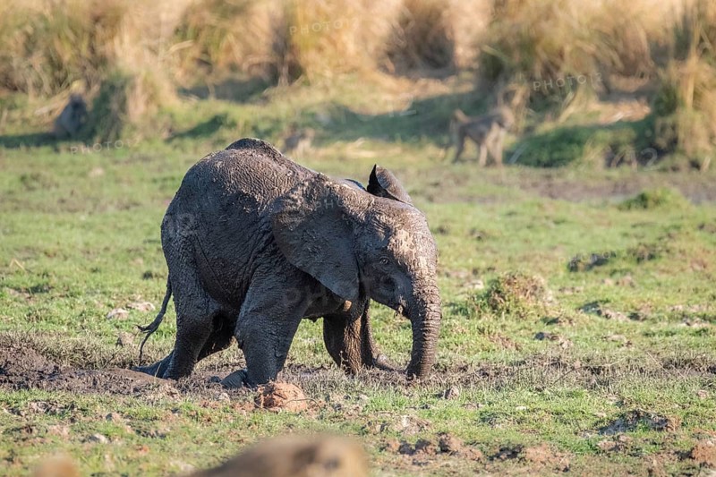 Baby elephant