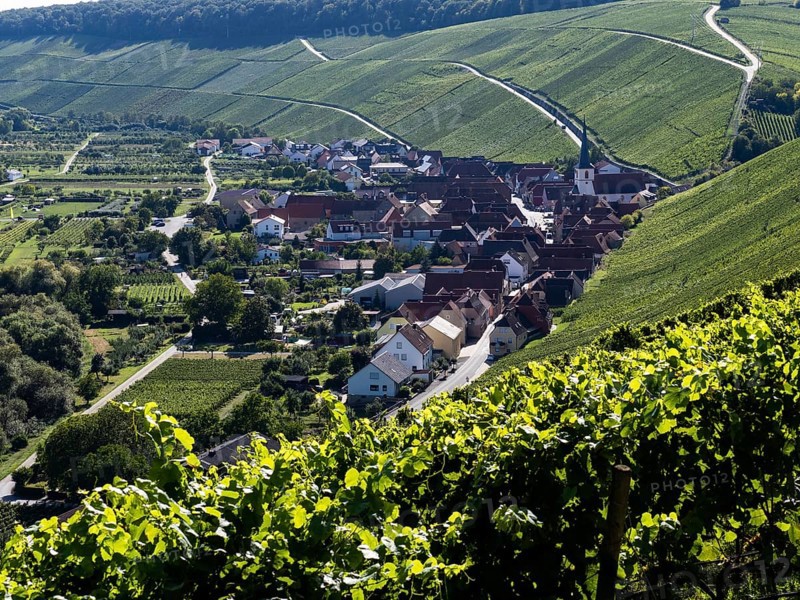 View from Vogelsburg Castle on the Main Loop towards Escherndorf