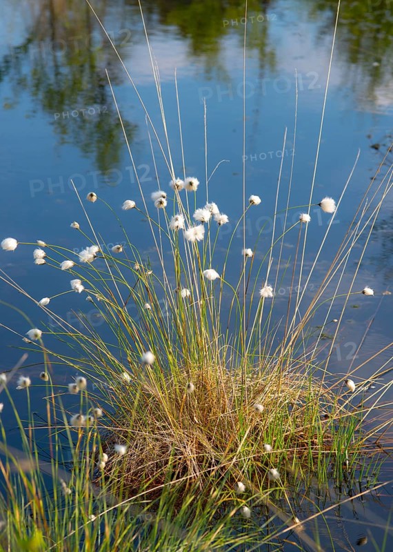 Hare's-tail cottongrass
