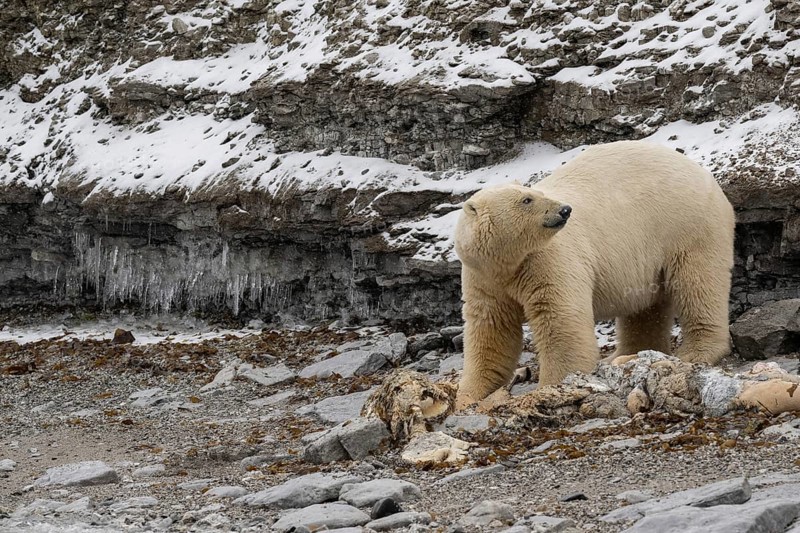 Scavenging polar bear