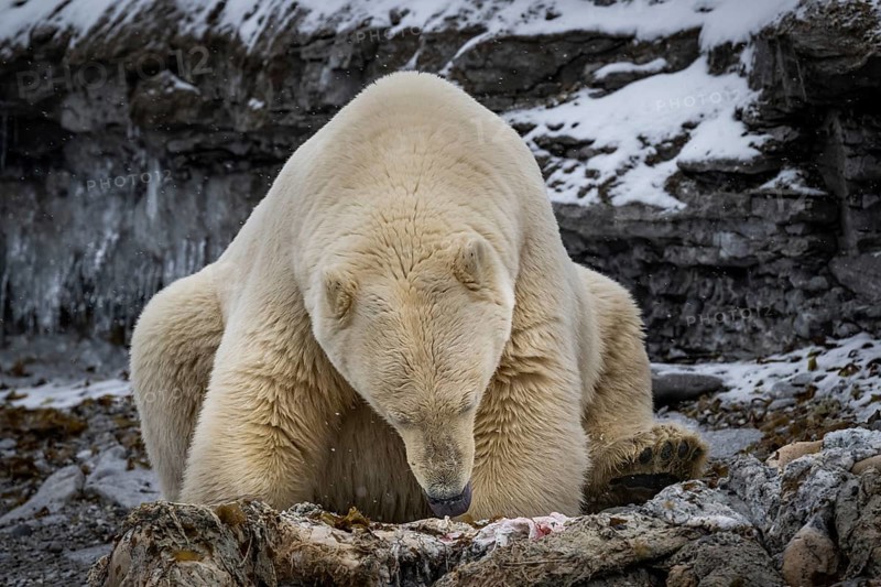 Scavenging polar bear