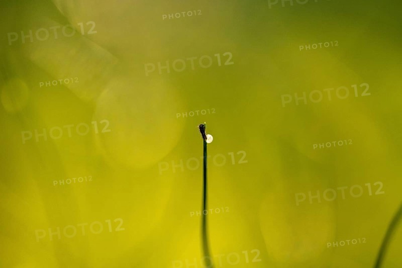 Egg with a freshly hatched swallowtail