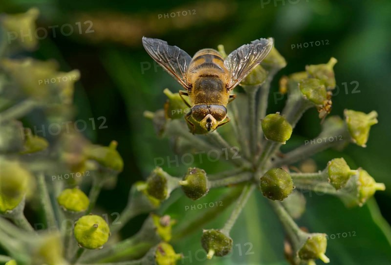 Dronefly