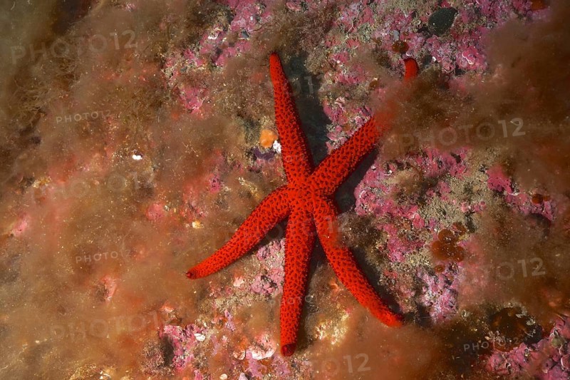 Orange starfish