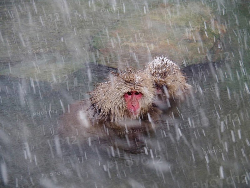 Two snow monkeys