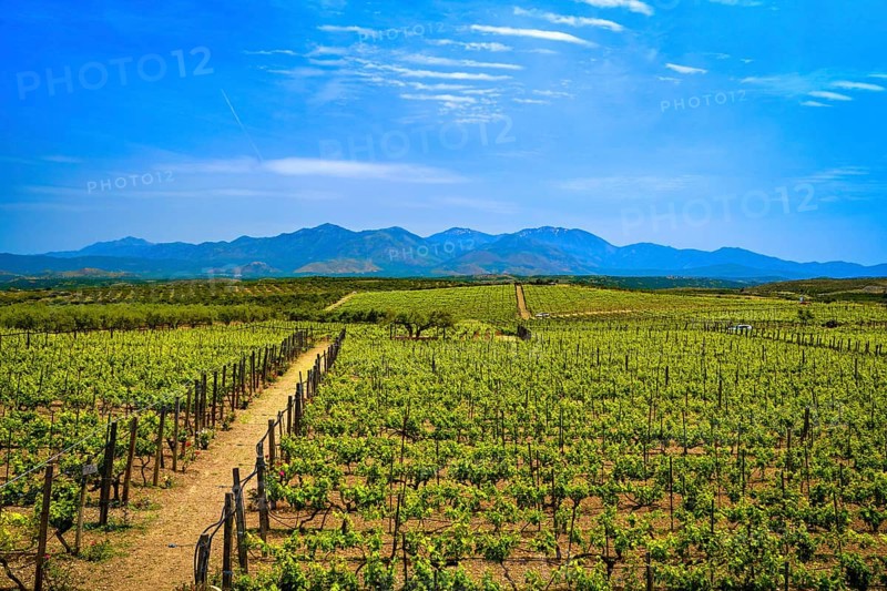 Beautiful landscape with vineyards and distant mountains