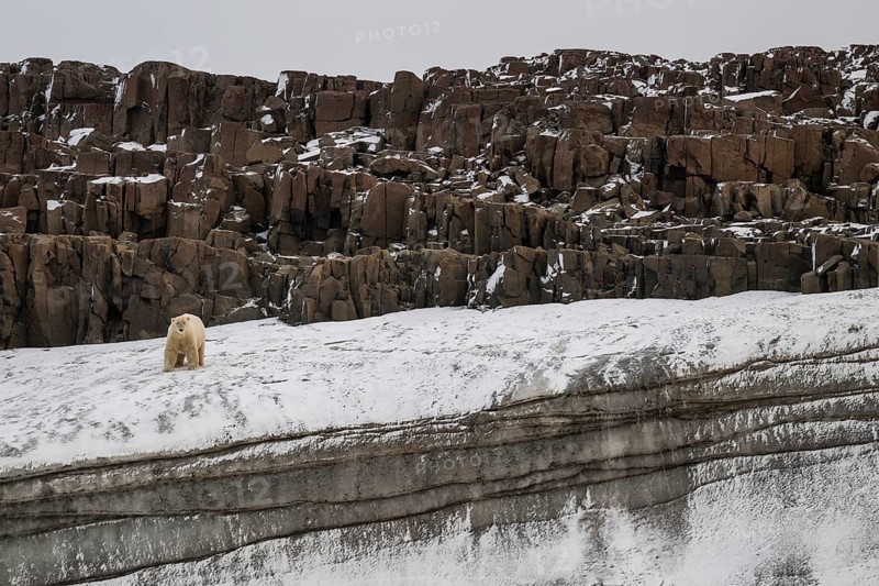 Polar bear