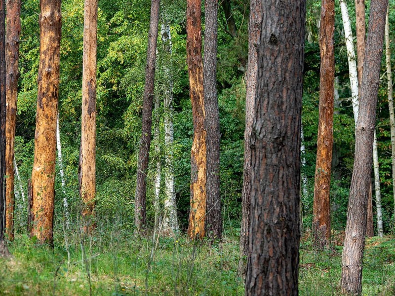 Bark beetle in pine forest