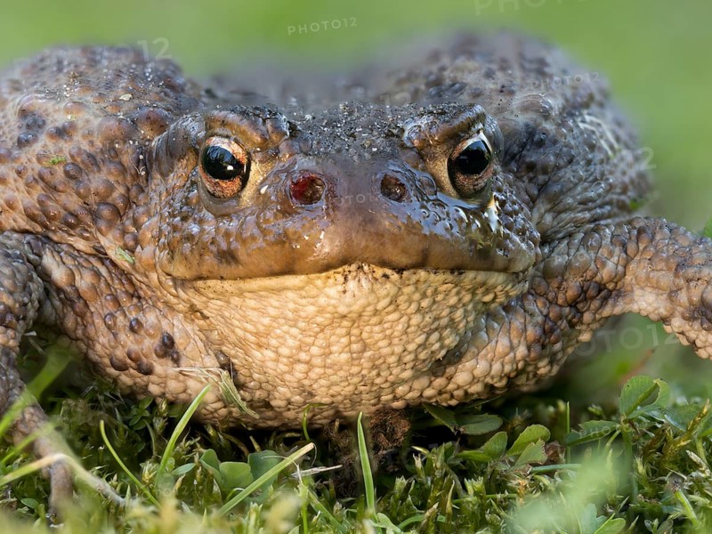 Common toad