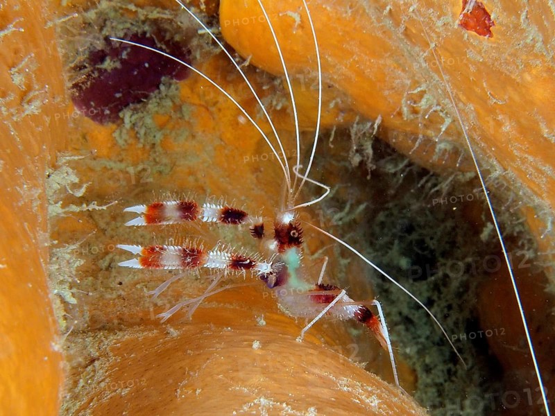 Banded coral shrimp