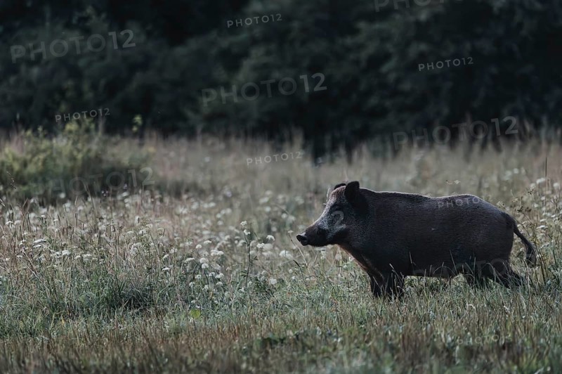 Wild boar