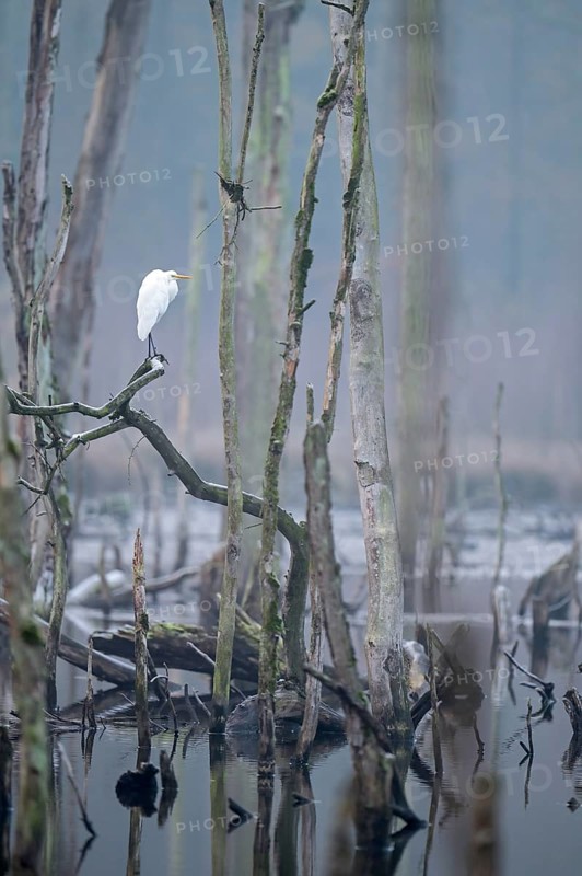 Great egret