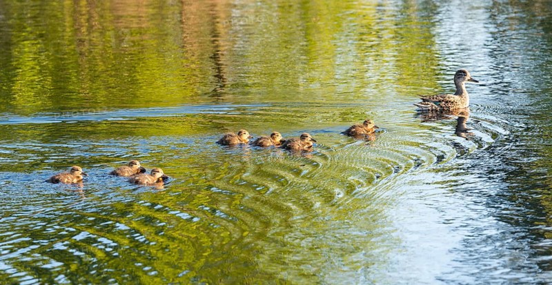 Eurasian teal