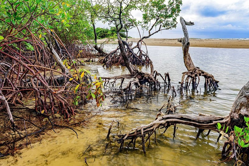 Mangrove vegetation on Pe de Serra beach in the coastal city of Serra Grande in the state of Bahia