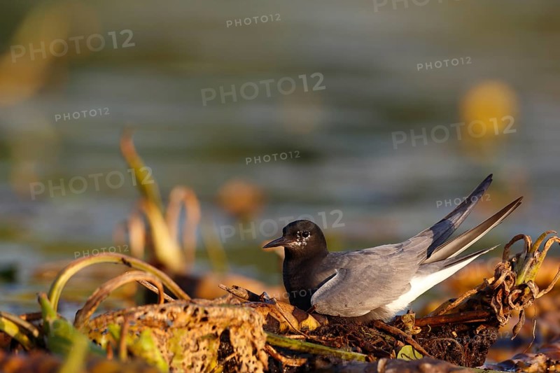 Black Tern