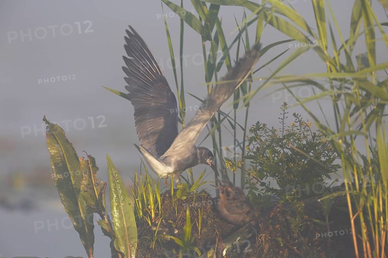 Black Tern