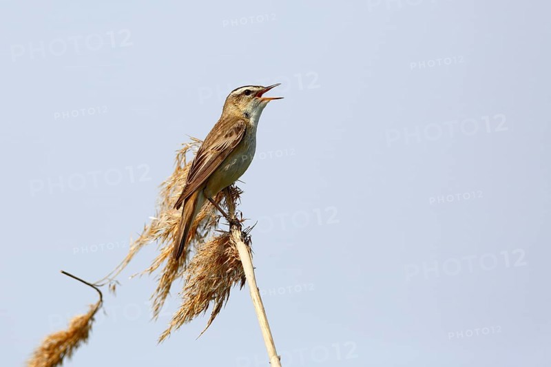 Sedge warbler