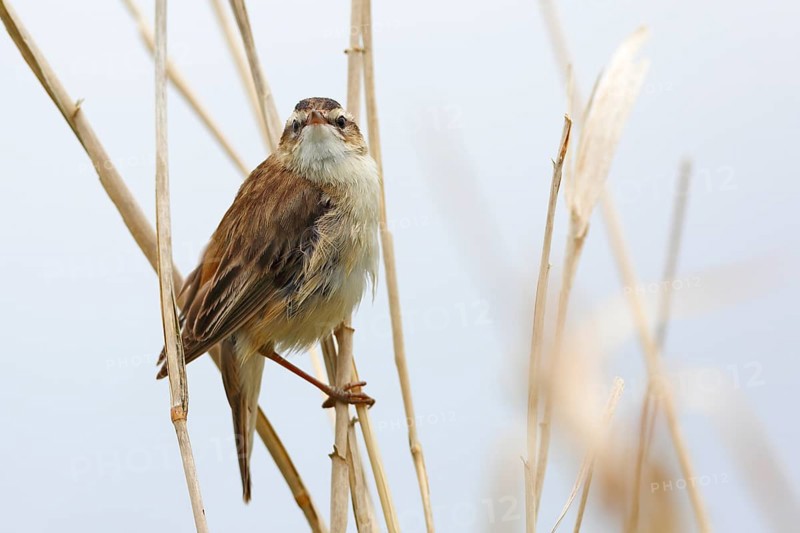 Sedge warbler