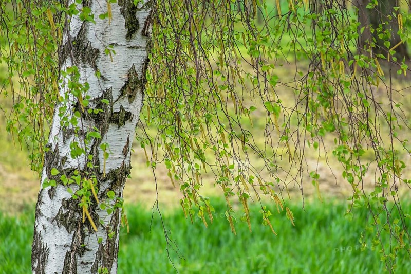Warty birch
