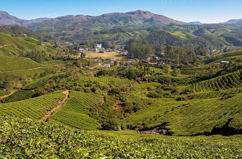 Tea plantation and town of Munnar