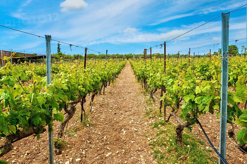 Beautiful landscape with rows of vines and distant mountains