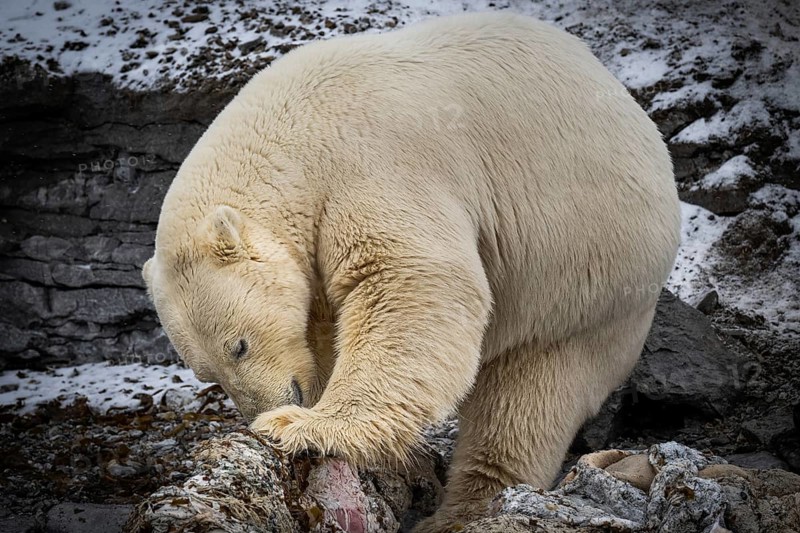 Scavenging polar bear