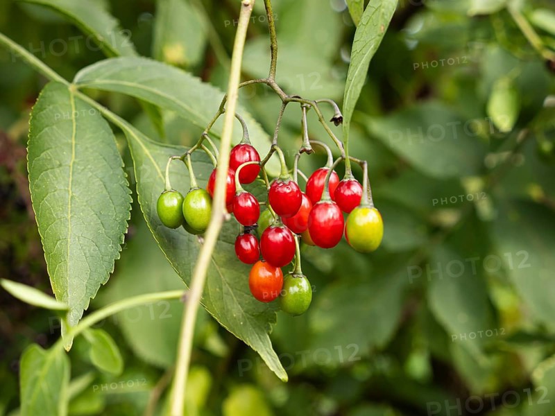Bittersweet nightshade