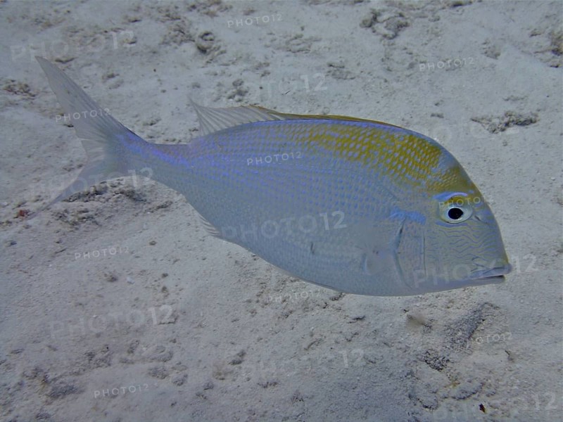 Bigeye sea bream