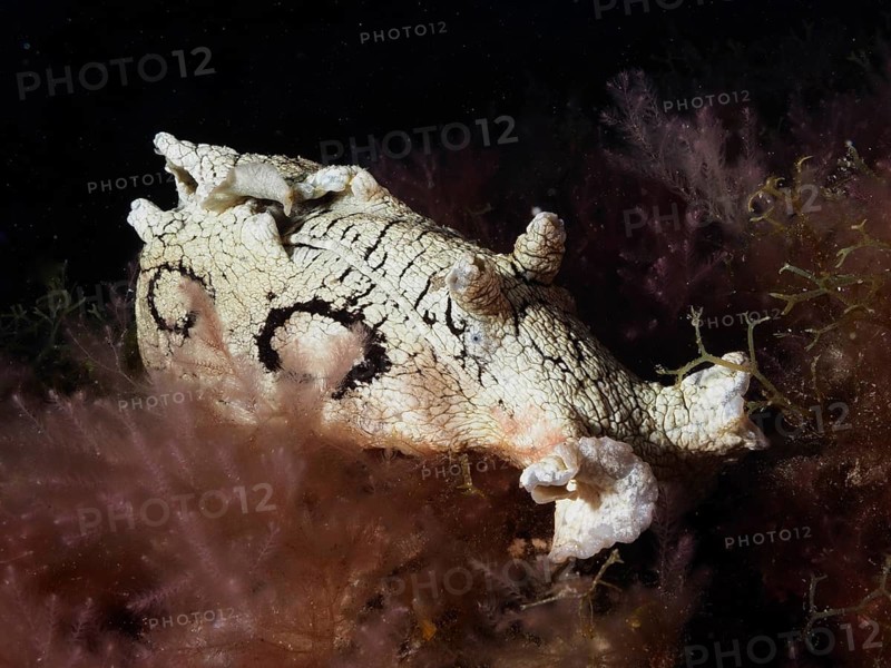 Sea snail spotted sea hare