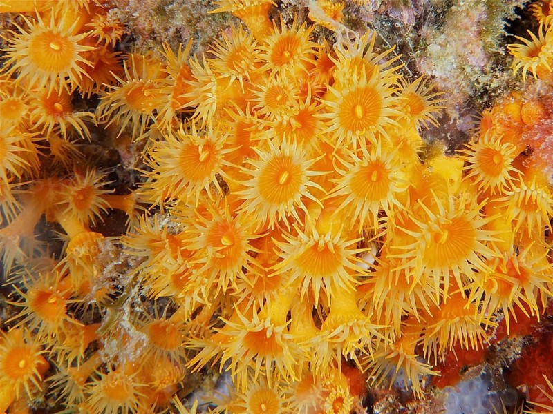Yellow cluster anemone