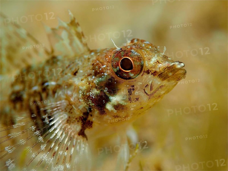 Red pointed blenny
