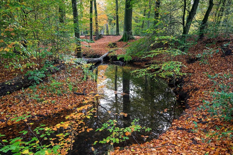Stream in autumn