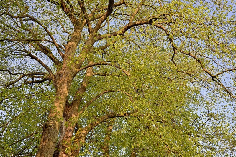 Linden trees