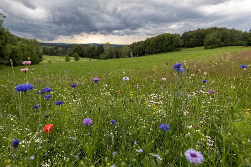 Rainy weather with meadow and farm