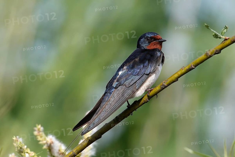 Barn swallow