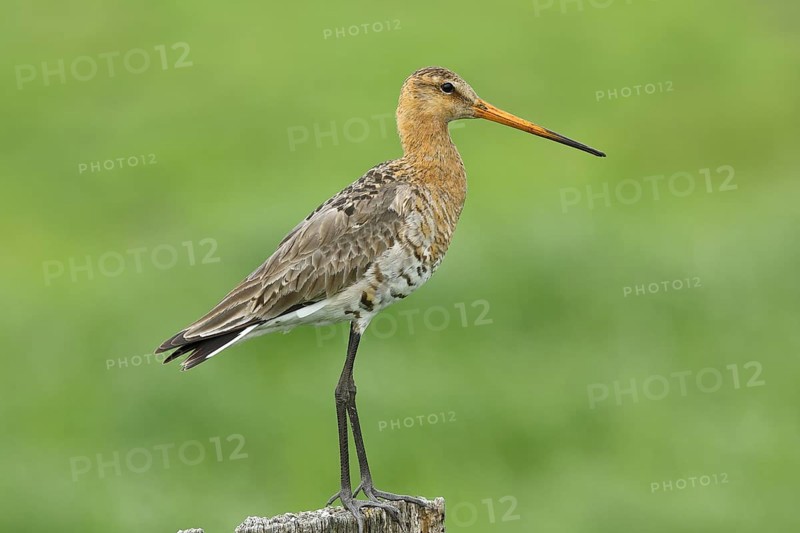 Black-tailed Godwit