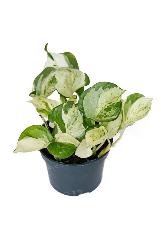 Exotic 'Epipremnum Aureum Manjula' pothos houseplant in flower pot on white background