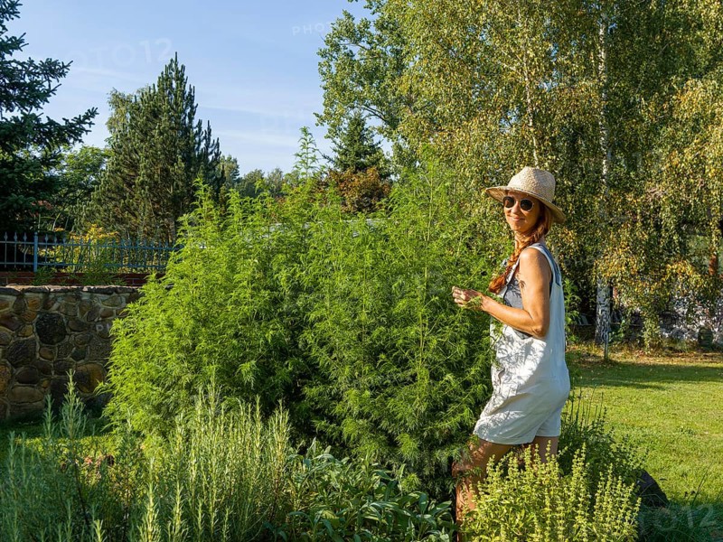 Woman in herb bed