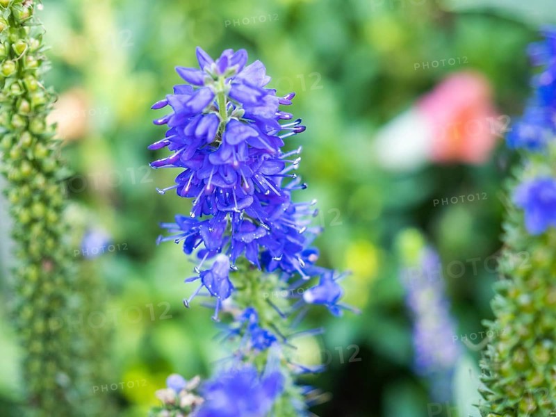 Spiked speedwell
